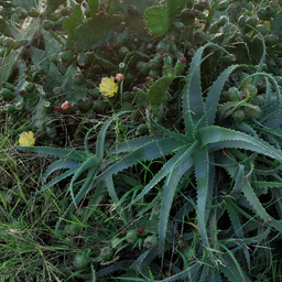 Sascha Eisenblätter