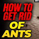 Rid of ants
