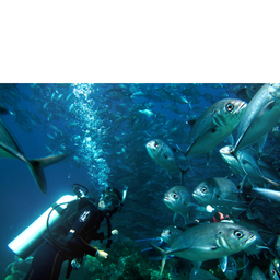 Bali Divepackage