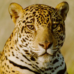 Celerino Pérez Escobar