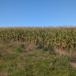 Dr. Michael Giersberg