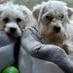 Alfi& Frigi