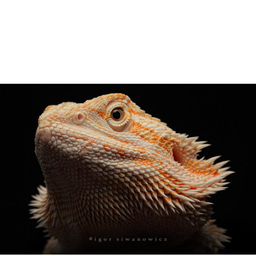 Bearded Dragons