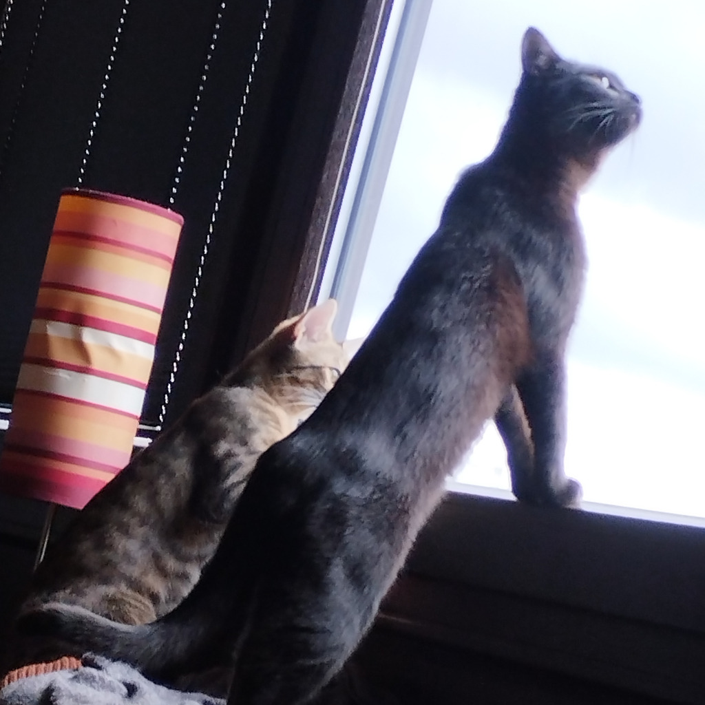 Nikos Dimitriadis Verkäufer Frey und Kissel XING